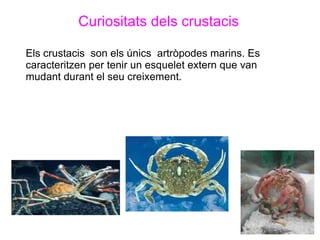 Curiositats dels crustacis

Els crustacis son els únics artròpodes marins. Es
caracteritzen per tenir un esquelet extern que van
mudant durant el seu creixement.
 