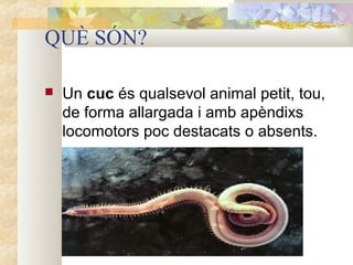QUÈ SÓN?


Un cuc és qualsevol animal petit, tou, 
de forma allargada i amb apèndixs 
locomotors poc destacats o absents.

 