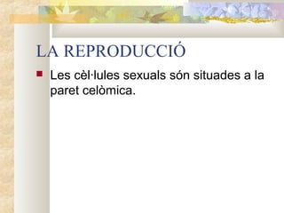 LA REPRODUCCIÓ


Les cèl·lules sexuals són situades a la
paret celòmica.

 