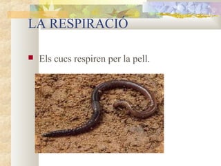 LA RESPIRACIÓ


Els cucs respiren per la pell.

 