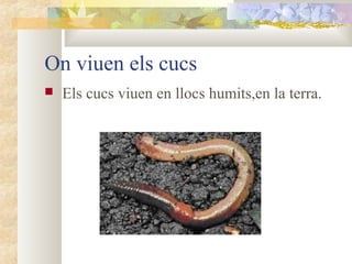 On viuen els cucs


Els cucs viuen en llocs humits,en la terra.

 