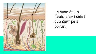 La suor és un
líquid clar i salat
que surt pels
porus.
 