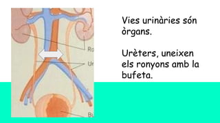 Vies urinàries són
òrgans.
Urèters, uneixen
els ronyons amb la
bufeta.
 