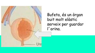 Bufeta, és un òrgan
buit molt elàstic
serveix per guardar
l´orina.
 