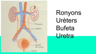 Ronyons
Urèters
Bufeta
Uretra
 