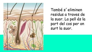 També s´eliminen
residus a traves de
la suor. La pell és la
part del cos per on
surt la suor.
 
