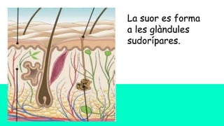 La suor es forma
a les glàndules
sudorípares.
 