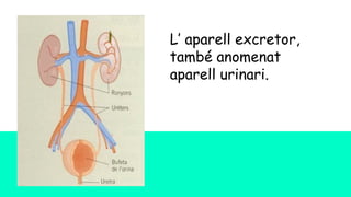L’ aparell excretor,
també anomenat
aparell urinari.
 