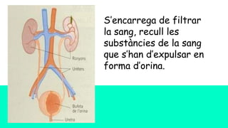 S’encarrega de filtrar
la sang, recull les
substàncies de la sang
que s’han d’expulsar en
forma d’orina.
 