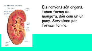 Els ronyons són organs,
tenen forma de
mongeta, són com un un
puny. Serveixen per
formar l’orina.
 