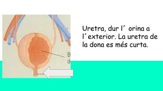 Uretra, dur l´ orina a
l´exterior. La uretra de
la dona es més curta.
 