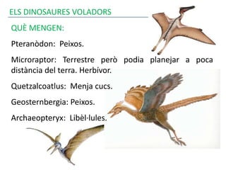 ELS DINOSAURES VOLADORS
QUÈ MENGEN:
Pteranòdon: Peixos.
Microraptor: Terrestre però podia planejar a poca
distància del terra. Herbívor.
Quetzalcoatlus: Menja cucs.
Geosternbergia: Peixos.
Archaeopteryx: Libèl·lules.
 