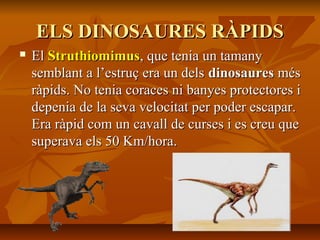 ELS DINOSAURES RÀPIDSELS DINOSAURES RÀPIDS
 ElEl StruthiomimusStruthiomimus, que tenia un tamany, que tenia un tamany
semblant a l’estruç era un delssemblant a l’estruç era un dels dinosauresdinosaures mésmés
ràpids. No tenia coraces ni banyes protectores iràpids. No tenia coraces ni banyes protectores i
depenia de la seva velocitat per poder escapar.depenia de la seva velocitat per poder escapar.
Era ràpid com un cavall de curses i es creu queEra ràpid com un cavall de curses i es creu que
superava els 50 Km/hora.superava els 50 Km/hora.
 