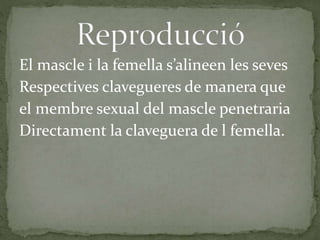 El mascle i la femella s’alineen les seves
Respectives clavegueres de manera que
el membre sexual del mascle penetraria
Directament la claveguera de l femella.
 