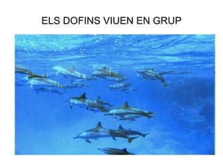 ELS DOFINS VIUEN EN GRUP 