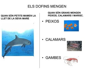 ELS DOFINS MENGEN PEIXOS CALAMARS GAMBES QUAN SÓN PETITS MAMEN LA LLET DE LA SEVA MARE QUAN SÓN GRANS MENGEN PEIXOS, CALAMARS I MARISC. 