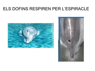 ELS DOFINS RESPIREN PER L’ESPIRACLE 