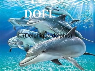 (Delphinus delphis) EL DOFÍ 