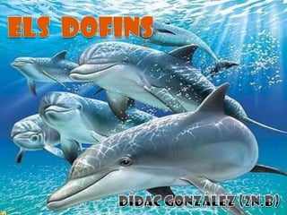 ELS  DOFINS Dídac González (2n.B) 