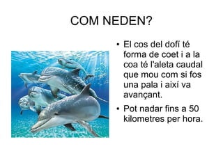 COM NEDEN?
● El cos del dofí té
forma de coet i a la
coa té l'aleta caudal
que mou com si fos
una pala i així va
avançant.
● Pot nadar fins a 50
kilometres per hora.
 