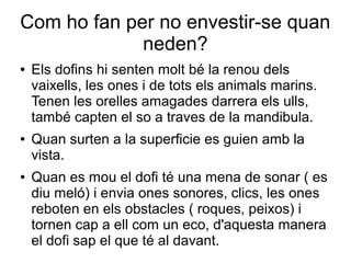 Com ho fan per no envestir-se quan
neden?
● Els dofins hi senten molt bé la renou dels
vaixells, les ones i de tots els animals marins.
Tenen les orelles amagades darrera els ulls,
també capten el so a traves de la mandibula.
● Quan surten a la superficie es guien amb la
vista.
● Quan es mou el dofi té una mena de sonar ( es
diu meló) i envia ones sonores, clics, les ones
reboten en els obstacles ( roques, peixos) i
tornen cap a ell com un eco, d'aquesta manera
el dofi sap el que té al davant.
 