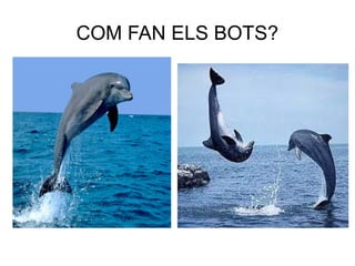 COM FAN ELS BOTS?
 