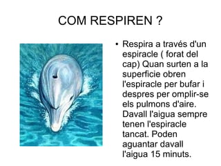 COM RESPIREN ?
● Respira a través d'un
espiracle ( forat del
cap) Quan surten a la
superficie obren
l'espiracle per bufar i
despres per omplir-se
els pulmons d'aire.
Davall l'aigua sempre
tenen l'espiracle
tancat. Poden
aguantar davall
l'aigua 15 minuts.
 