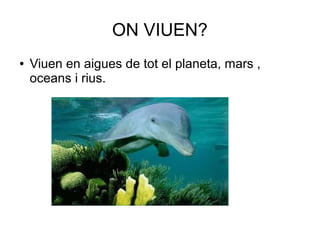ON VIUEN?
● Viuen en aigues de tot el planeta, mars ,
oceans i rius.
 