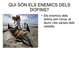 QUI SÓN ELS ENEMICS DELS
DOFINS?
● Els enemics dels
dofins són l'orca, el
tauró i les xarxes dels
vaixells.
 