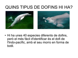 QUINS TIPUS DE DOFINS HI HA?
● Hi ha unes 40 especies diferents de dofins,
però el més fàcil d'identificar és el dofi de
l'Indo-pacífic, amb el seu morro en forma de
botil.
 