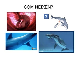 COM NEIXEN?
 