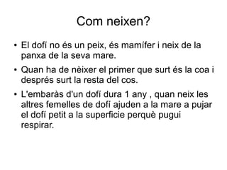 Com neixen?
● El dofí no és un peix, és mamífer i neix de la
panxa de la seva mare.
● Quan ha de nèixer el primer que surt és la coa i
després surt la resta del cos.
● L'embaràs d'un dofí dura 1 any , quan neix les
altres femelles de dofí ajuden a la mare a pujar
el dofí petit a la superficie perquè pugui
respirar.
 