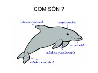 COM SÓN ?
 