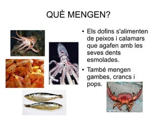 QUÈ MENGEN?
● Els dofins s'alimenten
de peixos i calamars
que agafen amb les
seves dents
esmolades.
● També mengen
gambes, crancs i
pops.
 