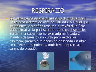 RESPIRACIÓ Són capaços de submergir-se durant molt temps i fins a profunditats de més de 300 mts. A l’igual que les balenes, els dofins respiren a través d’un únic orifici situat a  la part superior del cap ,  l’espiracle.  Surten a la superfície aproximadament cada 2 minuts i després d’una curta però explosiva espiració, prenen aire abans de descendir un altre cop. Tenen uns pulmons molt ben adaptats als canvis de pressió. 