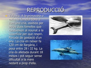 REPRODUCCIÓ Vivípara. A la primavera o estiu, la femella dona a llum una cria, assitida per altres dues femelles que condueixen al nounat a la superfície per que respiri. Període de gestació d’un any. La cria en néixer fa 120 cm de llargària, i pesa entre 28 i 32 kg. La cria és alletada durant 18 mesos i pot seguir sense dificultat a la mare nedant a prop d’ella. 