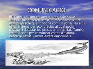 COMUNICACIÓ Els dofins es comuniquen per mitjà de xiscles i xiulets. Que generen des d’un mecanisme situat sota l’espiracle que funciona com un sonar, és a dir, és un sistema per eco, grácies al qual poden navegar i detectar les preses amb facilitat. També emeten sons per comunicar estats d’alarma, excitació sexual i altres estats emocionals. 