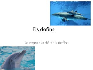 Els dofins

La reproducció dels dofins
 