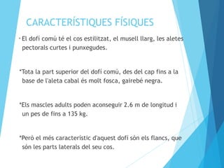 CARACTERÍSTIQUES FÍSIQUES 
* El dofí comú té el cos estilitzat, el musell llarg, les aletes 
pectorals curtes i punxegudes. 
*Tota la part superior del dofí comú, des del cap fins a la 
base de l'aleta cabal és molt fosca, gairebé negra. 
*Els mascles adults poden aconseguir 2.6 m de longitud i 
un pes de fins a 135 kg. 
*Però el més característic d'aquest dofí són els flancs, que 
són les parts laterals del seu cos. 
 