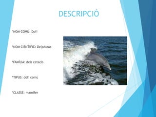 DESCRIPCIÓ 
*NOM COMÚ: Dofí 
*NOM CIENTÍFIC: Delphinus 
*FAMÍLIA: dels cetacis 
*TIPUS: dofi comú 
*CLASSE: mamífer 
 