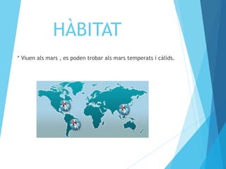 HÀBITAT 
* Viuen als mars , es poden trobar als mars temperats i càlids. 
 