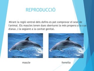 REPRODUCCIÓ 
Mirant la regió ventral dels dofins es pot comprovar el sexe de 
l'animal. Els mascles tenen dues obertures la més propera a la cua 
d'anus ,i la següent a la cavitat genital. 
mascle femella 
 