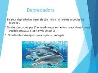 Depredadors 
* Els seus depredadors naturals són l’orca i diferents espècies de 
taurons . 
* També són caçats per l’home (de vegades de forma accidental quan 
queden atrapats a les xarxes de pesca). 
* El dofí està catalogat com a espècie protegida. 
 