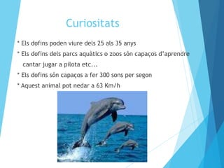 Curiositats 
* Els dofins poden viure dels 25 als 35 anys 
* Els dofins dels parcs aquàtics o zoos són capaços d’aprendre 
cantar jugar a pilota etc... 
* Els dofins són capaços a fer 300 sons per segon 
* Aquest animal pot nedar a 63 Km/h 
 