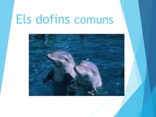 Els dofins comuns 
 