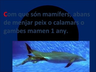 Com que són mamífers, abans
de menjar peix o calamars o
gambes mamen 1 any.

 