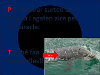 Per respirar surten de
l’aigua i agafen aire per
l’espiracle.
També fan
bombolles!!

CLICA

 