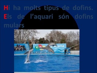 Hi ha molts tipus de dofins.
Els de l’aquari són dofins
mulars

 