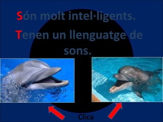 Són molt intel·ligents.
Tenen un llenguatge de
sons.

Clica

 