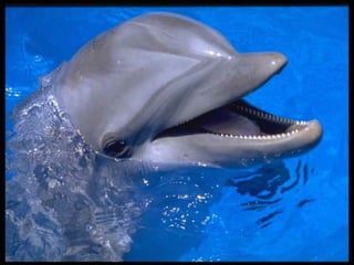 dolphinsex 